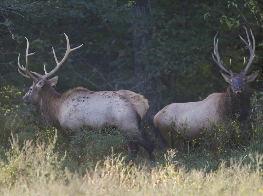 Arkansas Game Fish Elk Permit